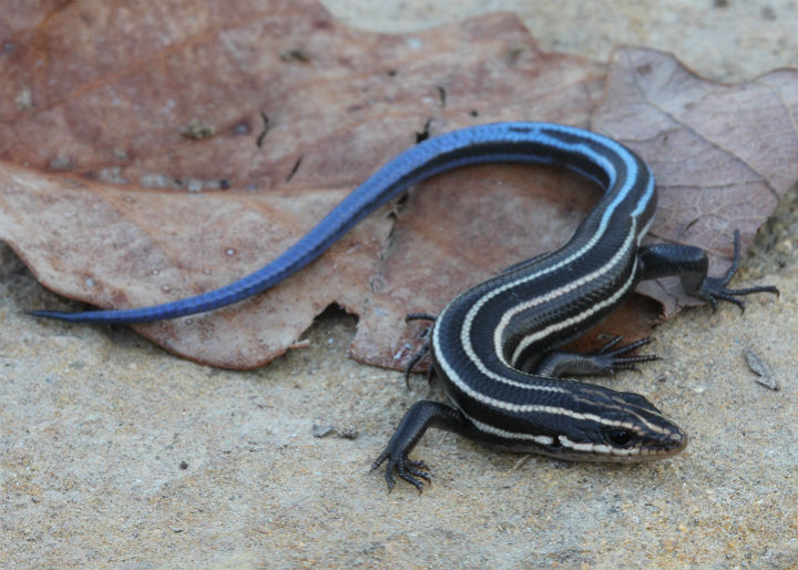 Five-lined Skink